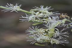 Alangium salviifolium